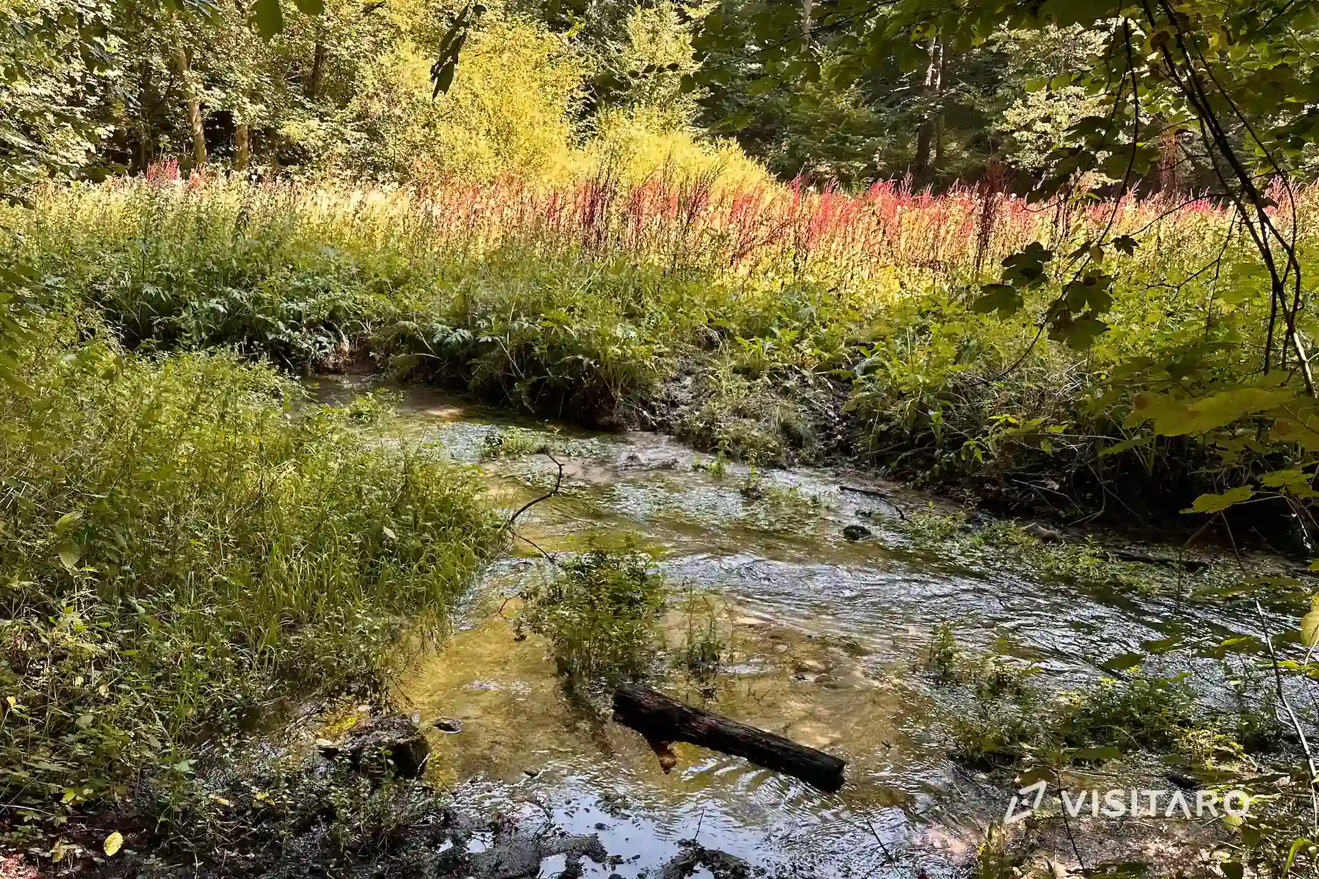 Ojców, Dolina Prądnika, Dolina Sąspowska. Najciekawsze zakątki Ojcowskiego Parku Narodowego Dolina Sąspowska, potok Sąspówka, Ojcowski Park Narodowy