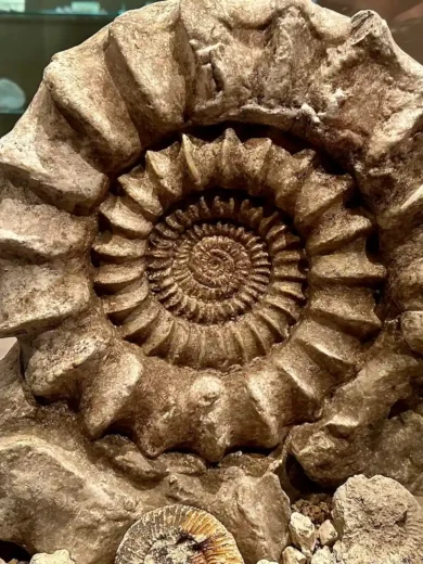 Ekspozycja przyrodnicza OPN. Wszystko o parku w fascynującej pigułce ekspozycja przyrodnicza opn, duży model amonita, Ojcowski Park Narodowy