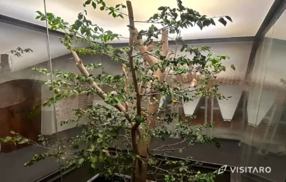 Ekspozycja Przyrodnicza OPN w koronie drzewa, Ojcowski Park Narodowy