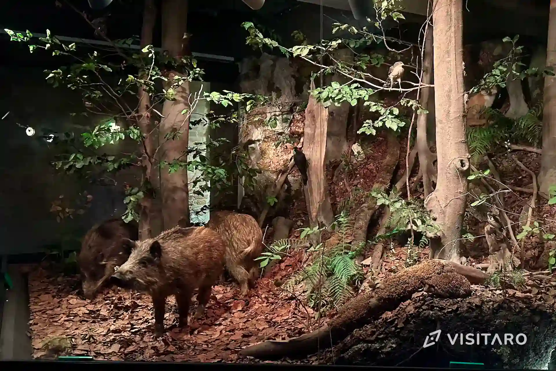 Ekspozycja przyrodnicza OPN. Wszystko o parku w fascynującej pigułce Ekspozycja przyrodnicza OPN zwierzęta zamieszkujące park narodowy