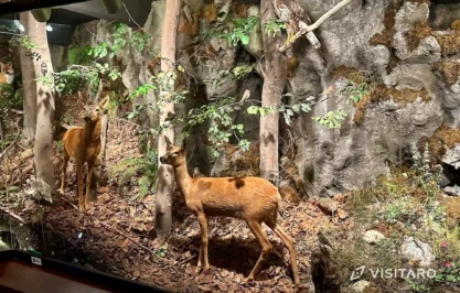 Ekspozycja przyrodnicza OPN zwierzęta zamieszkujące park narodowy