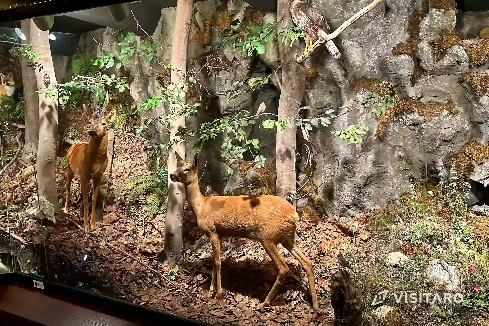 Ekspozycja przyrodnicza OPN. Wszystko o parku w fascynującej pigułce Ekspozycja przyrodnicza OPN zwierzęta zamieszkujące park narodowy