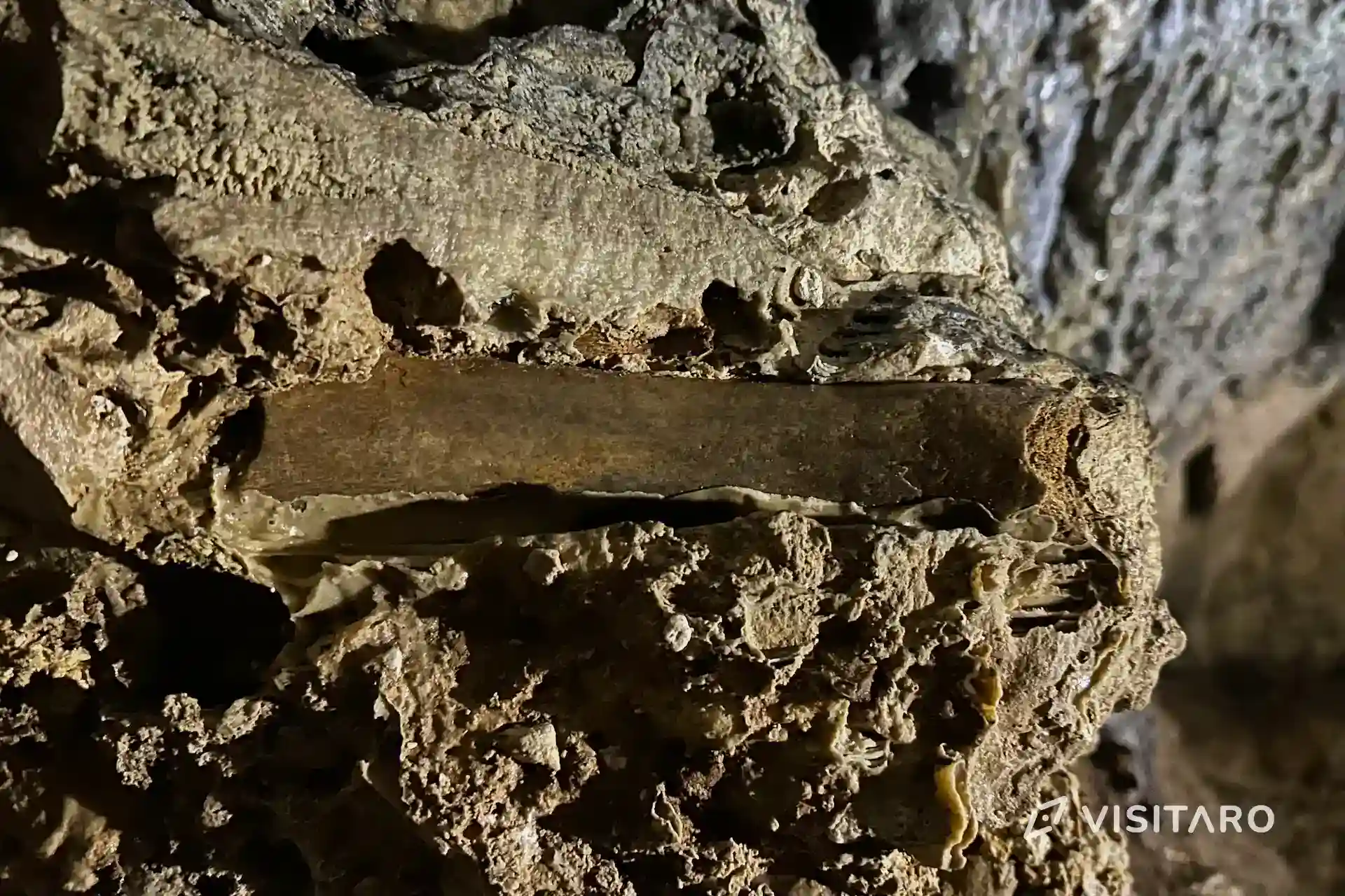 Jaskinia Nietoperzowa. Najdłuższa jaskinia Jury Krakowsko-Częstochowskiej Jaskinia Nietoperzowa, brekcje kostne