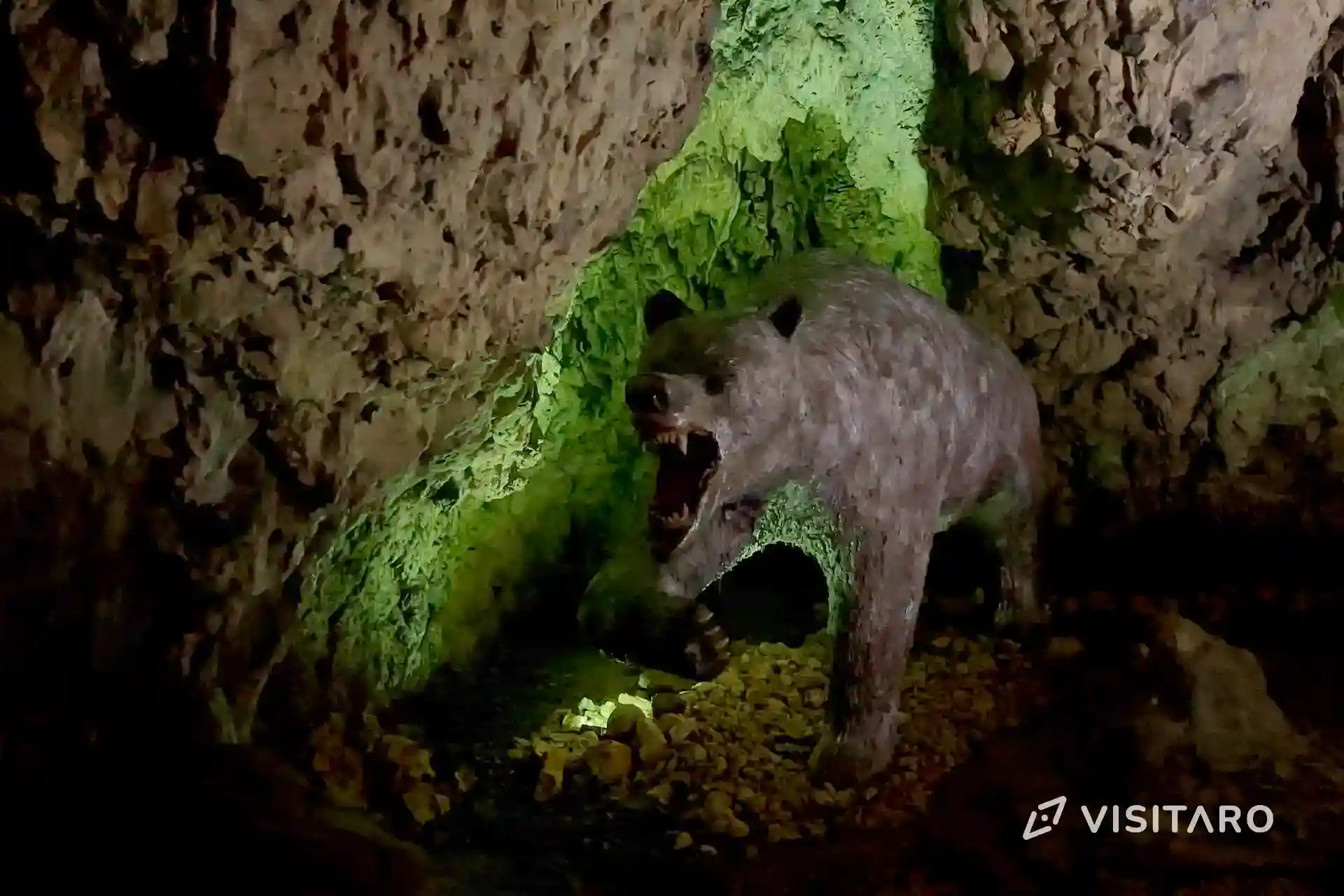 Jaskinia Nietoperzowa. Najdłuższa jaskinia Jury Krakowsko-Częstochowskiej Jaskinia Nietoperzowa, hiena jaskiniowa