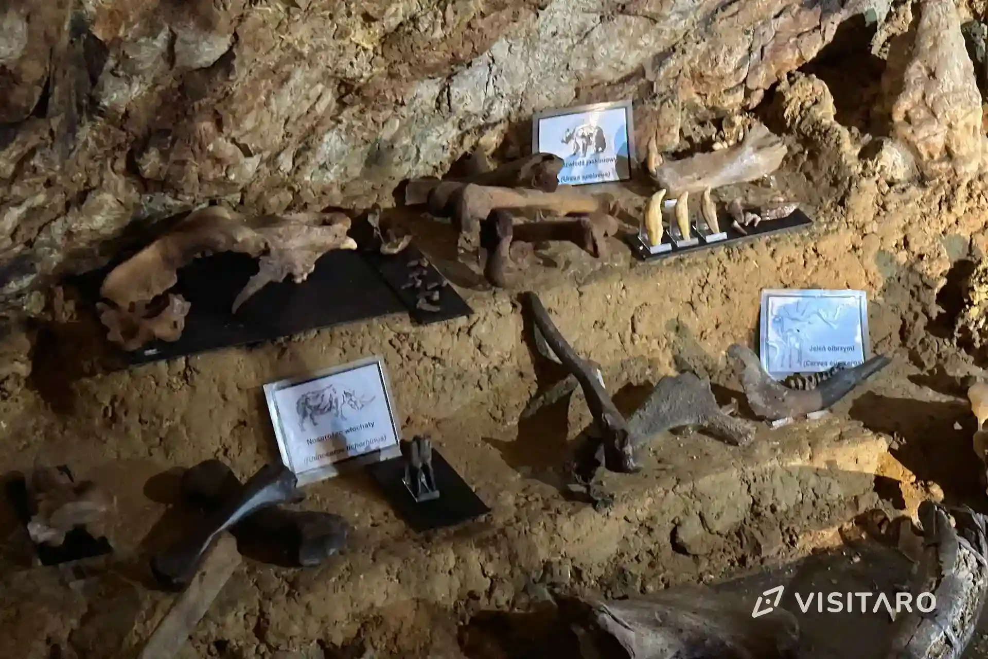 Jaskinia Wierzchowska. Najdłuższa podziemna trasa wśród wszystkich jaskiń w Polsce Jaskinia Wierzchowska, skamieniałe kości zwierząt