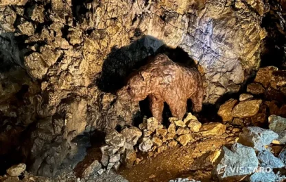 Jaskinia Wierzchowska, niedźwiedź jaskiniowy